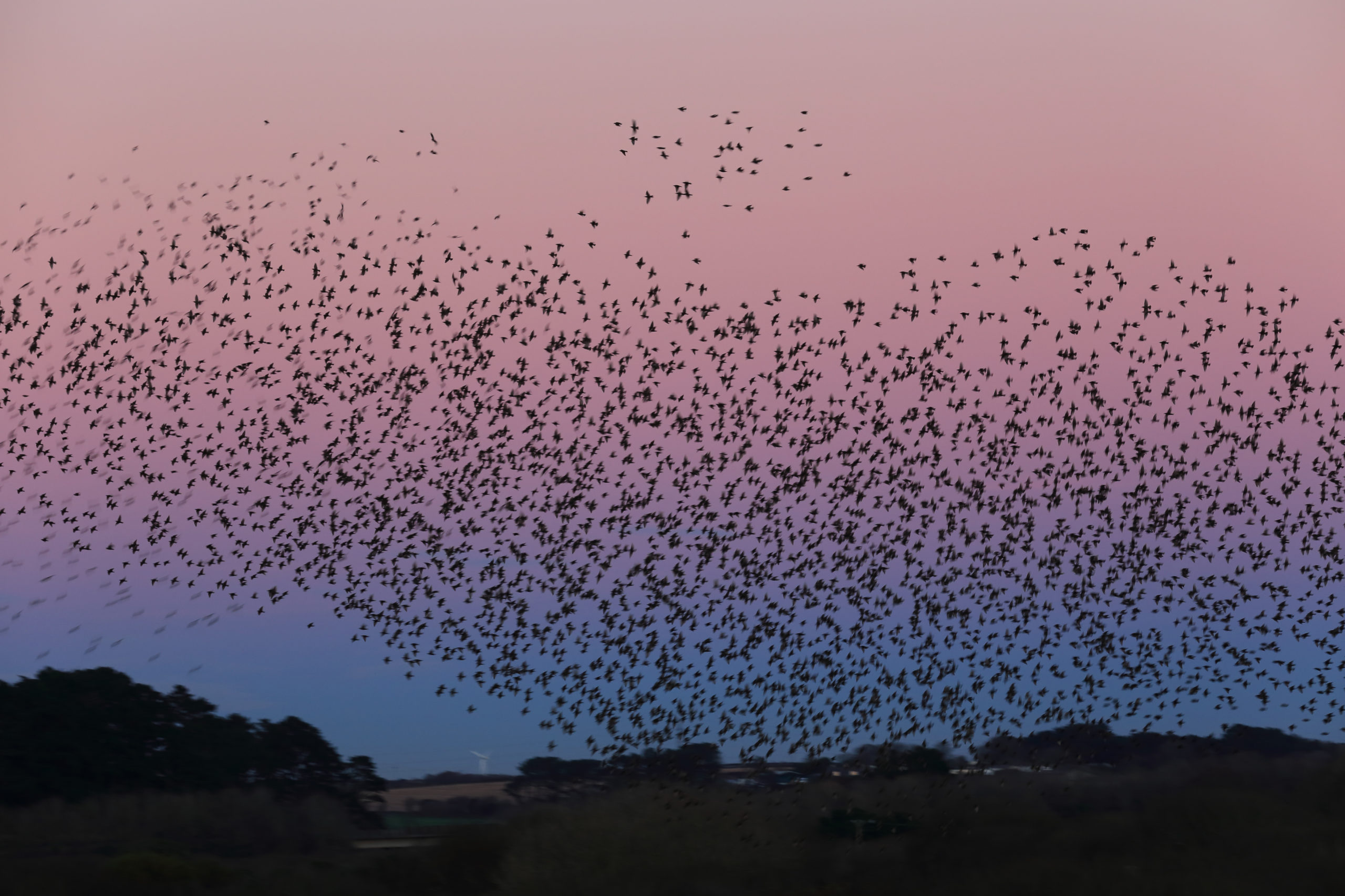 Starling Murmuration Over Marazion Marsh RSPB At Sunset, Cornwall, England, UK.