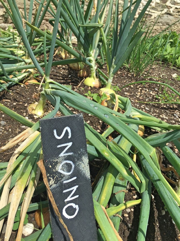 Forever Cornwall Penrose Walled Garden Onions