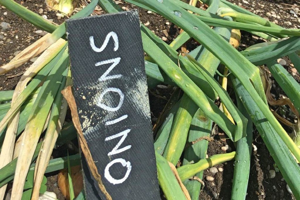 Forever Cornwall Penrose Walled Garden Onions Fotorsized