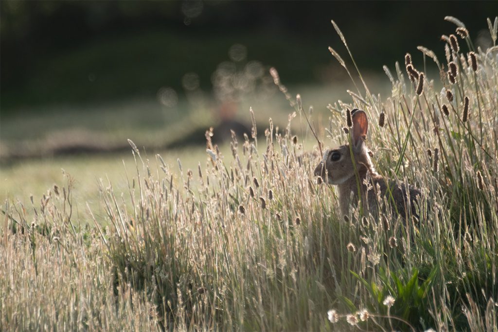 Rabbits in Cornwall