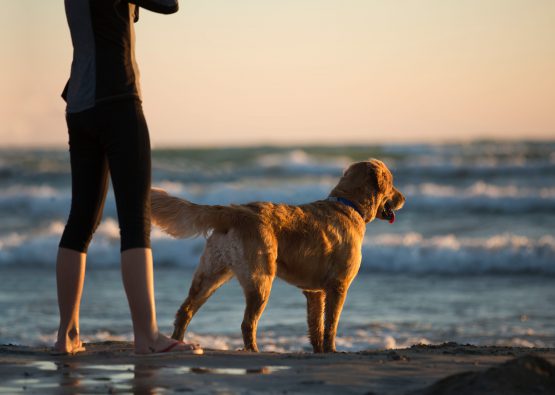 Dog and owner on holiday on dog-friendly beach in Cornwall