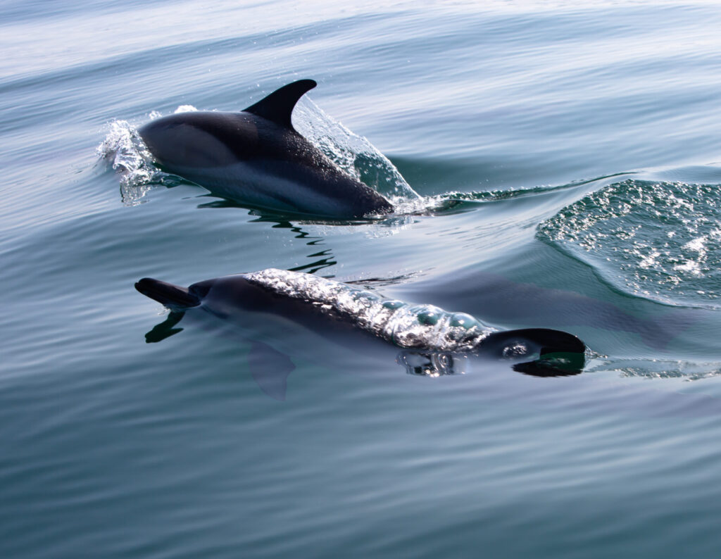 Dolphins in the south west of Cornwall