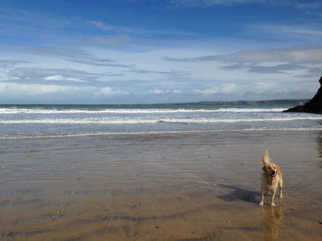 Fistral Beach Dogs Fistral Beach Dogs